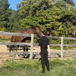 STIRR team member greeting a horse at Brown Family Homestead wedding